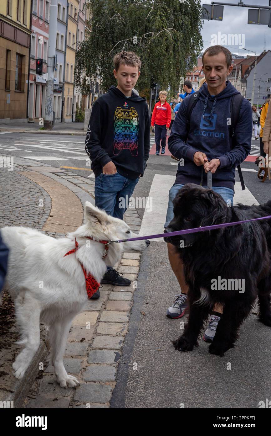 Wroclaw, Poland - September 19, 2021: Dogs on the leash and their owners walking at a dog parade in Wroclaw downtown. Stock Photo