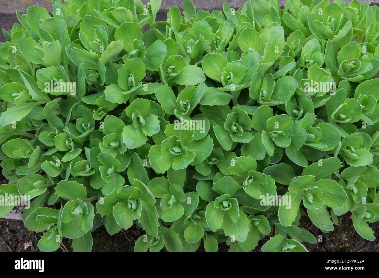 Sedum sieboldii. Succulent plant for landscape design in courtyard. Landscape design. Stock Photo