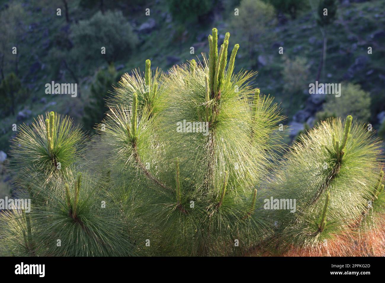 plant of Pinus yunnanensis view Stock Photo