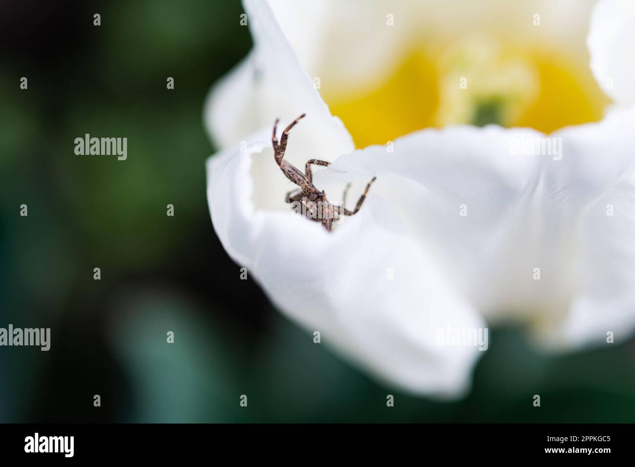 Thomisidae on flower. Thomisidae spider (Golden crab spider) on white tulip flower, selective focus, shallow depth of field Stock Photo