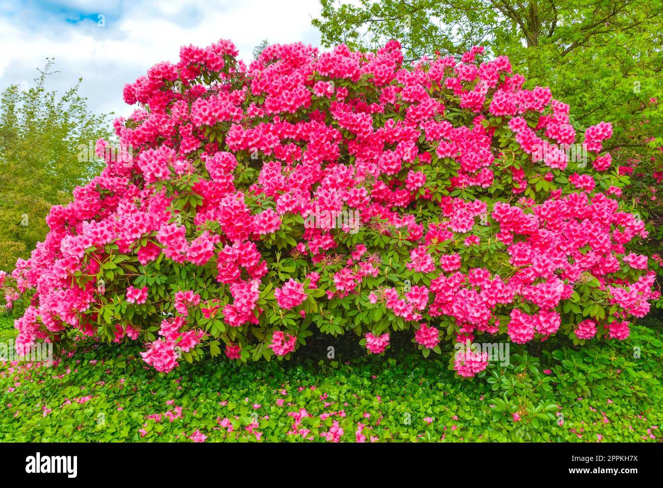 Hughe Rhododendron Huge bush of red Rhododendron flowers on green background Stock Photo ...
