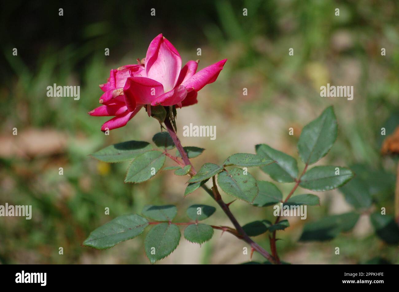 Budding rose through life Stock Photo Alamy
