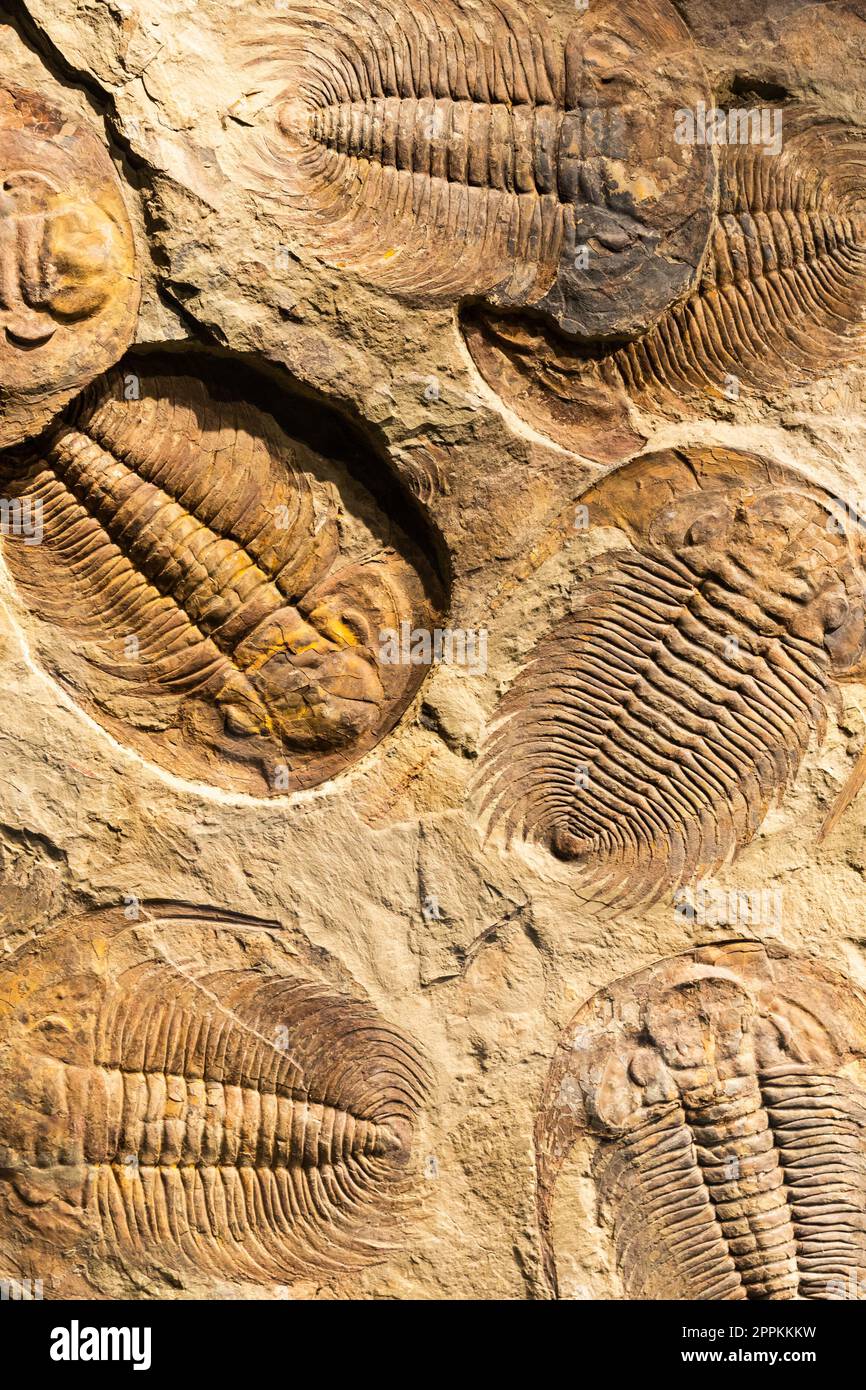 Fossil of Trilobite Acadoparadoxides briareus ancient fossilized