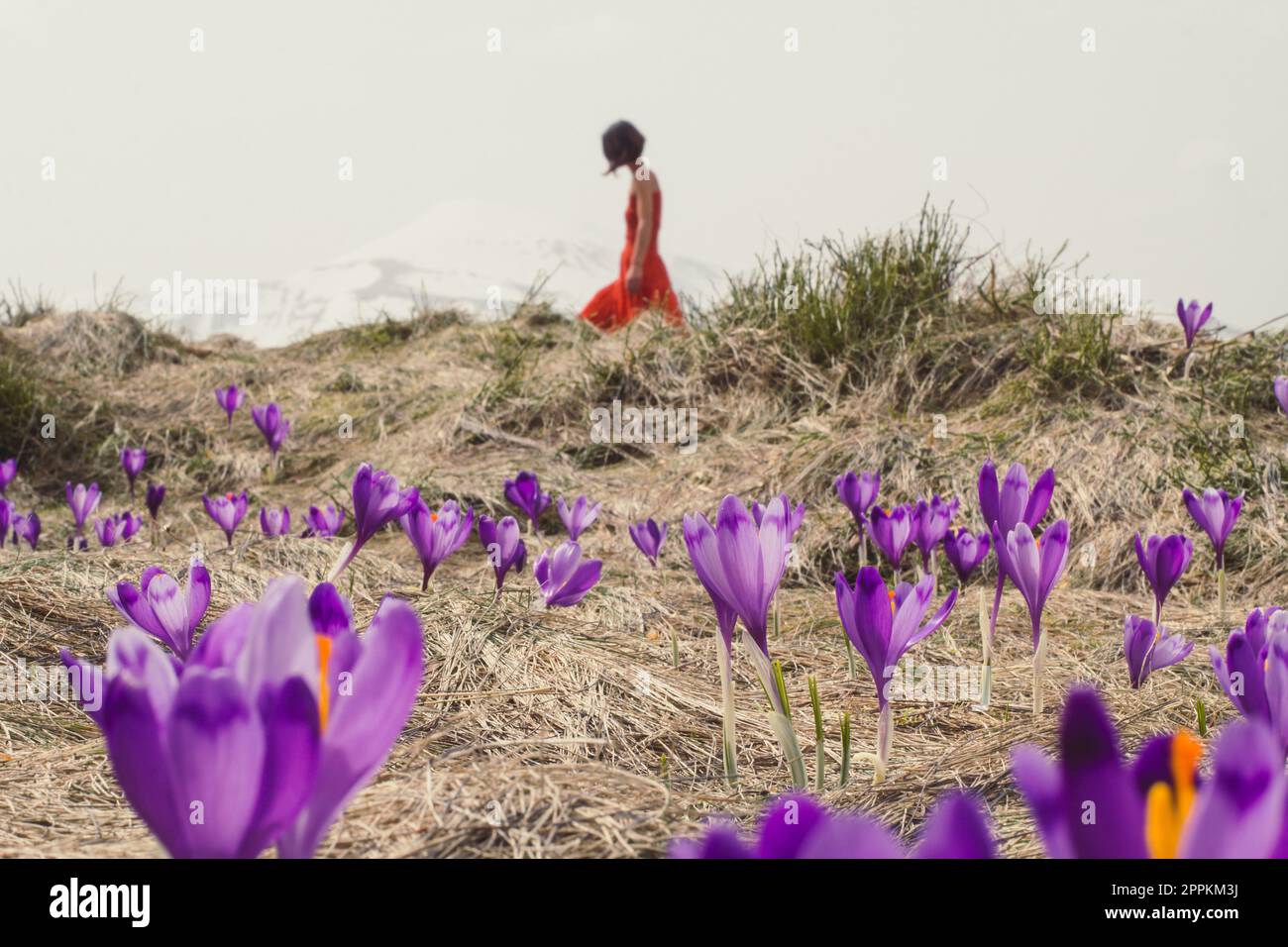 Scenic wildflower view hi-res stock photography and images - Alamy