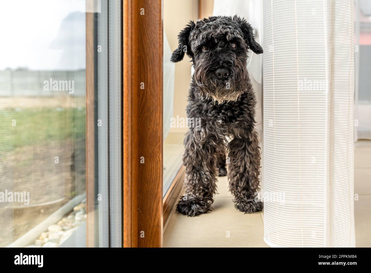 small black dog by the window with curtains in the house, schnauzer