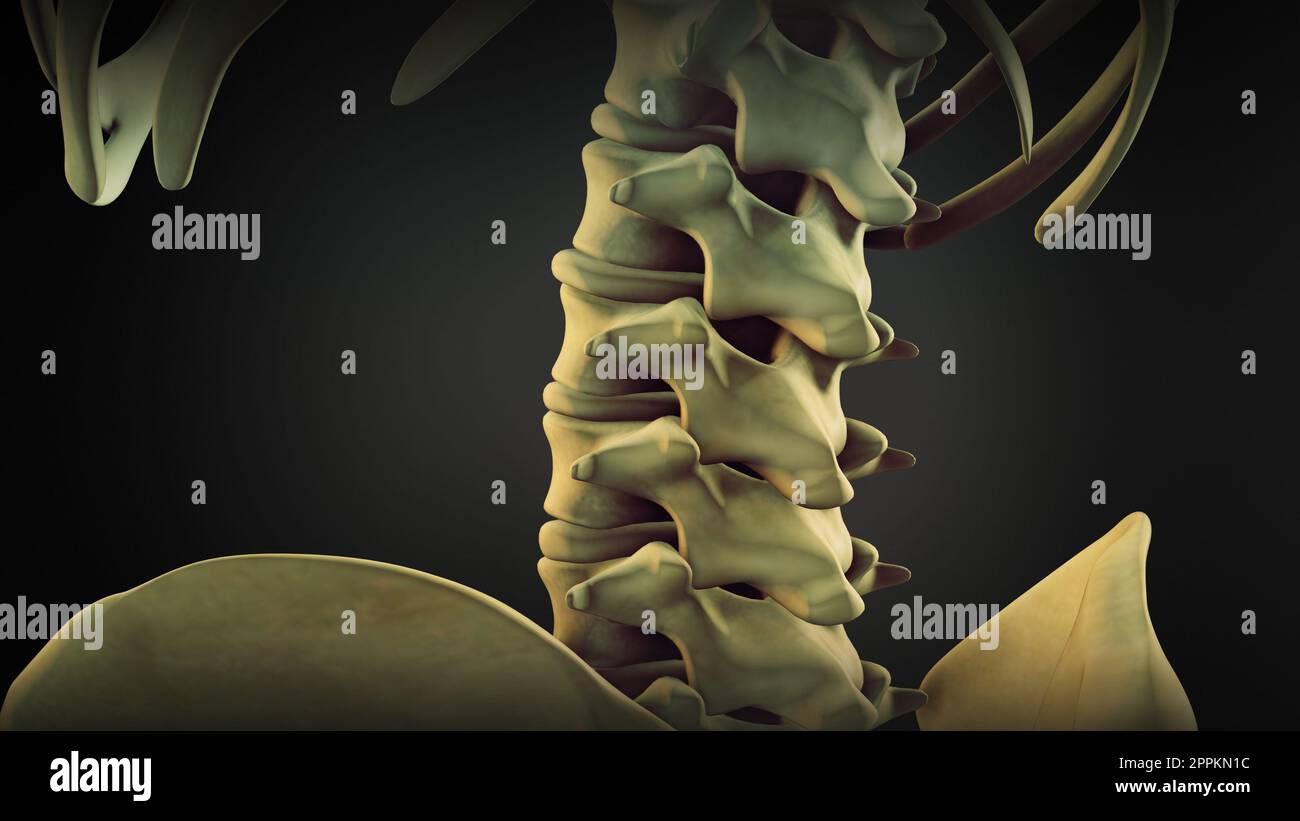 Vertebral column of human body Stock Photo Alamy