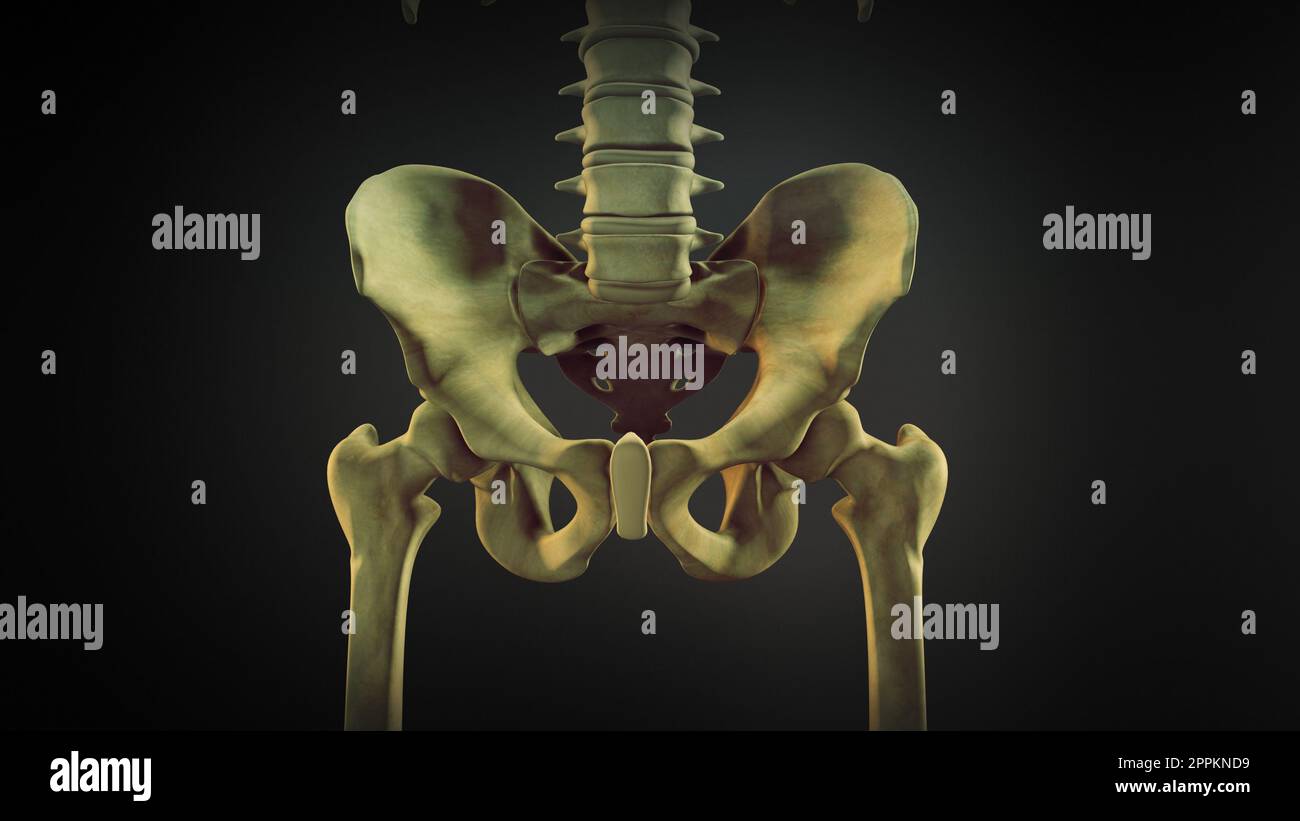 The Hip Bone Or Coxal Bone Stock Photo Alamy