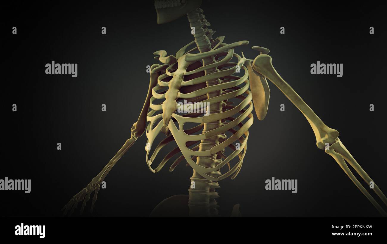 Rib cage bone joints anatomy Stock Photo - Alamy
