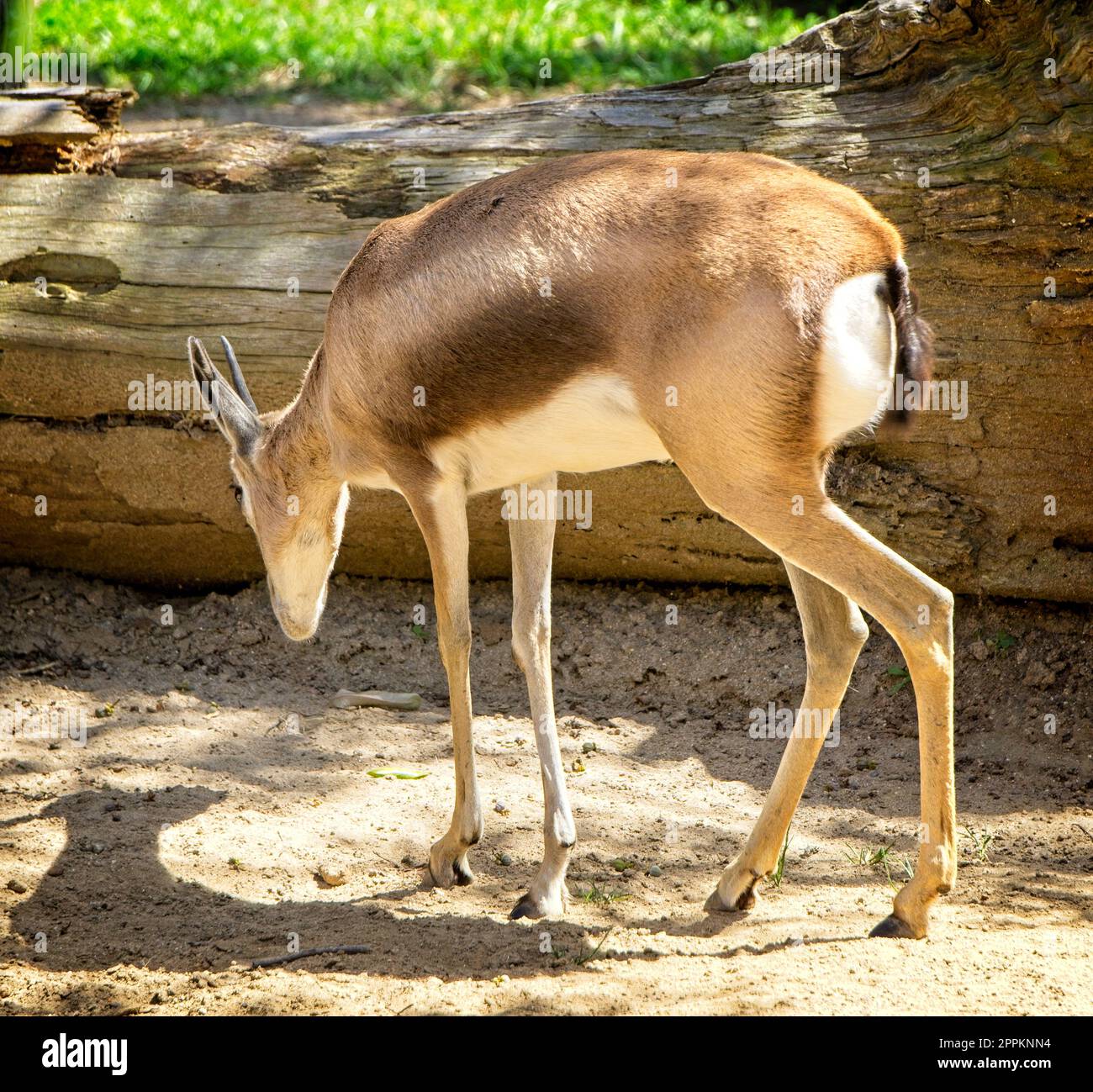 Klipspringer San Diego Zoo Stock Photo - Alamy