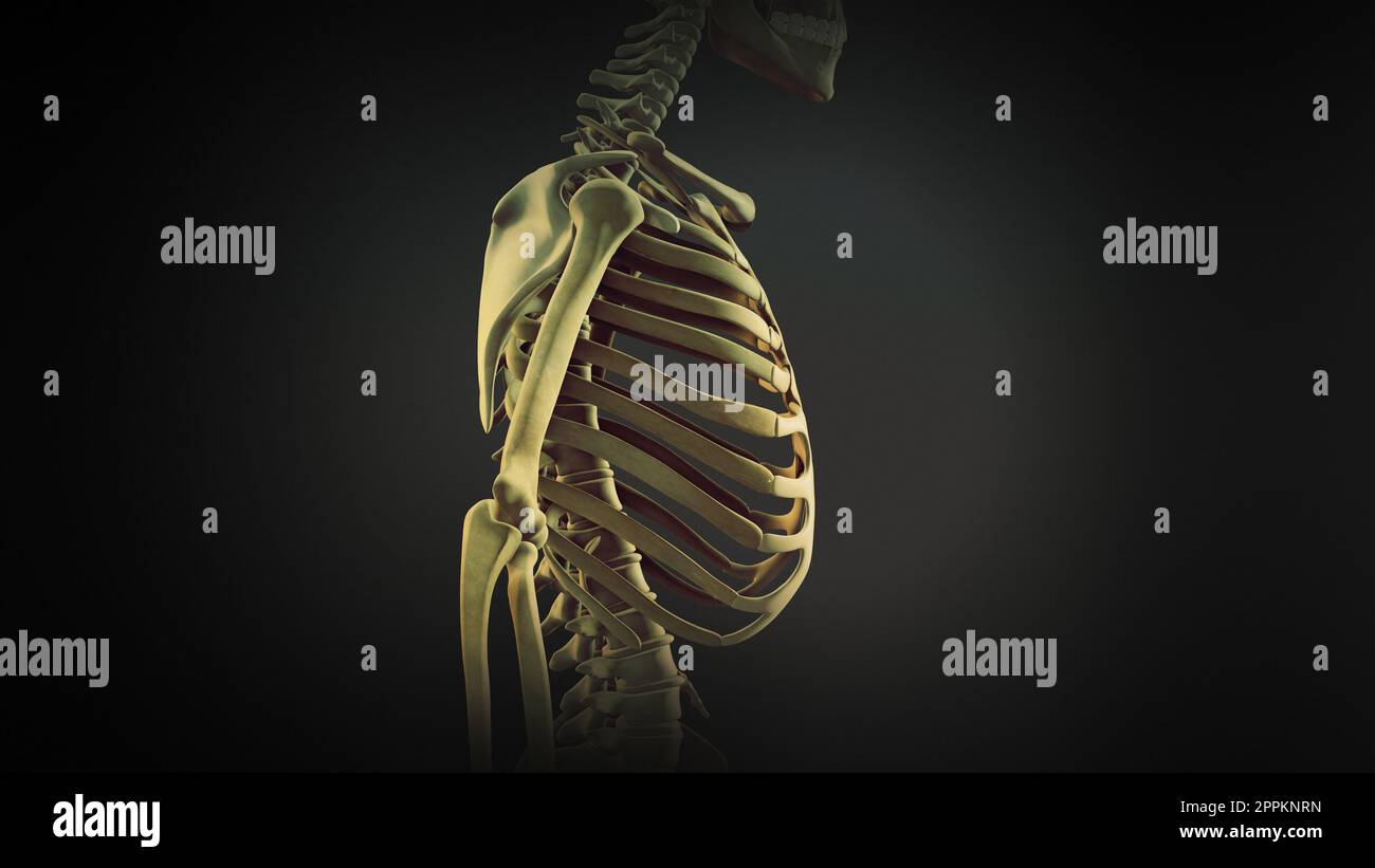 Rib cage bone joints anatomy Stock Photo Alamy