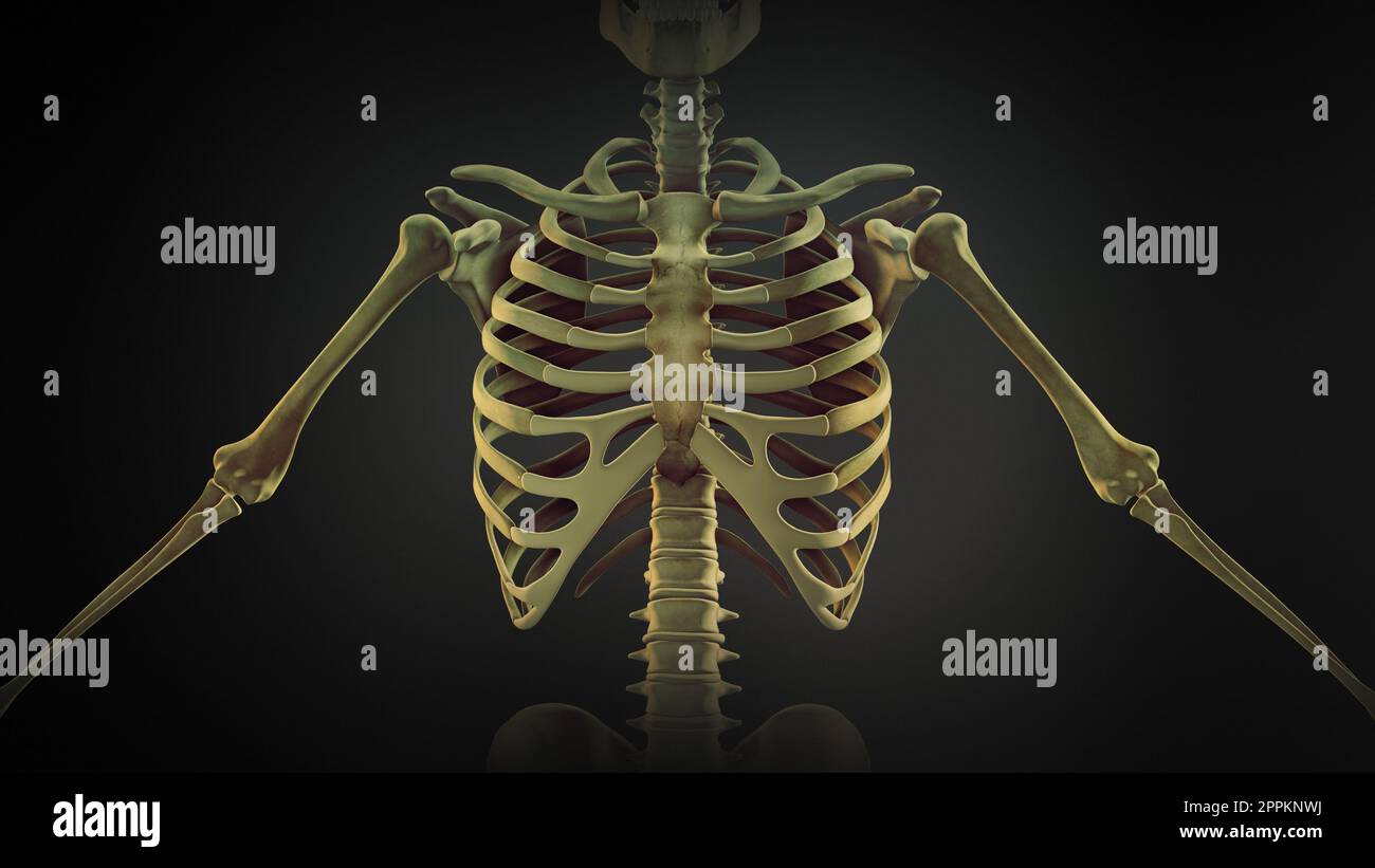 Rib cage bone joints anatomy Stock Photo - Alamy
