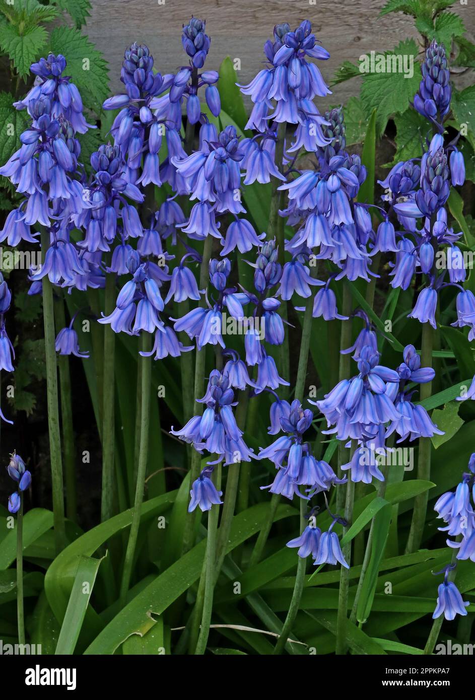 Hyacinthoides non scriptus - Native english spring Bluebells, Stockton Heath, Warrington , Cheshire, England, UK, WA4 6HN Stock Photo
