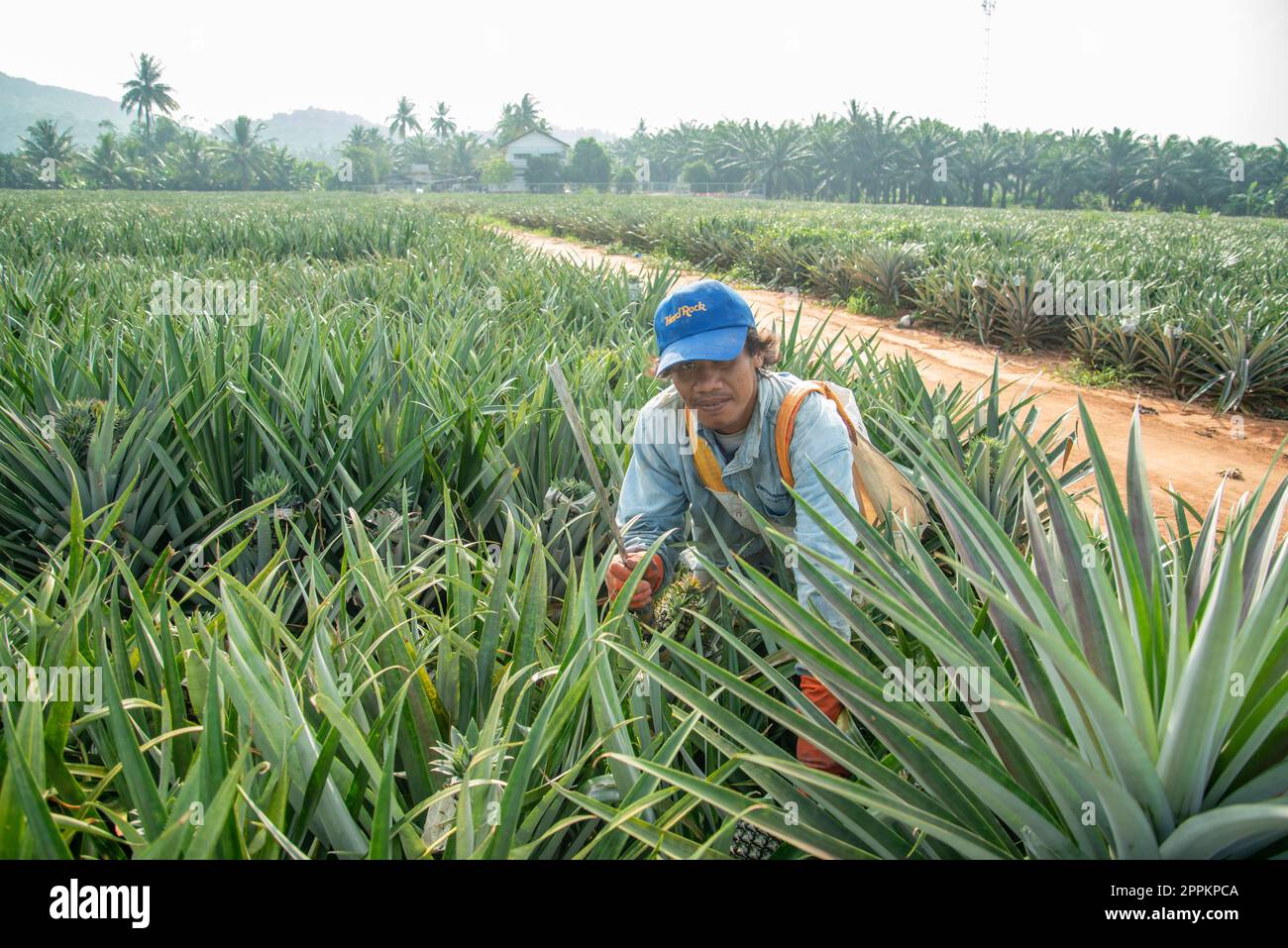 THAILAND PRACHUAP HUA HIN PINEAPPLE PLANTATION Stock Photo Alamy