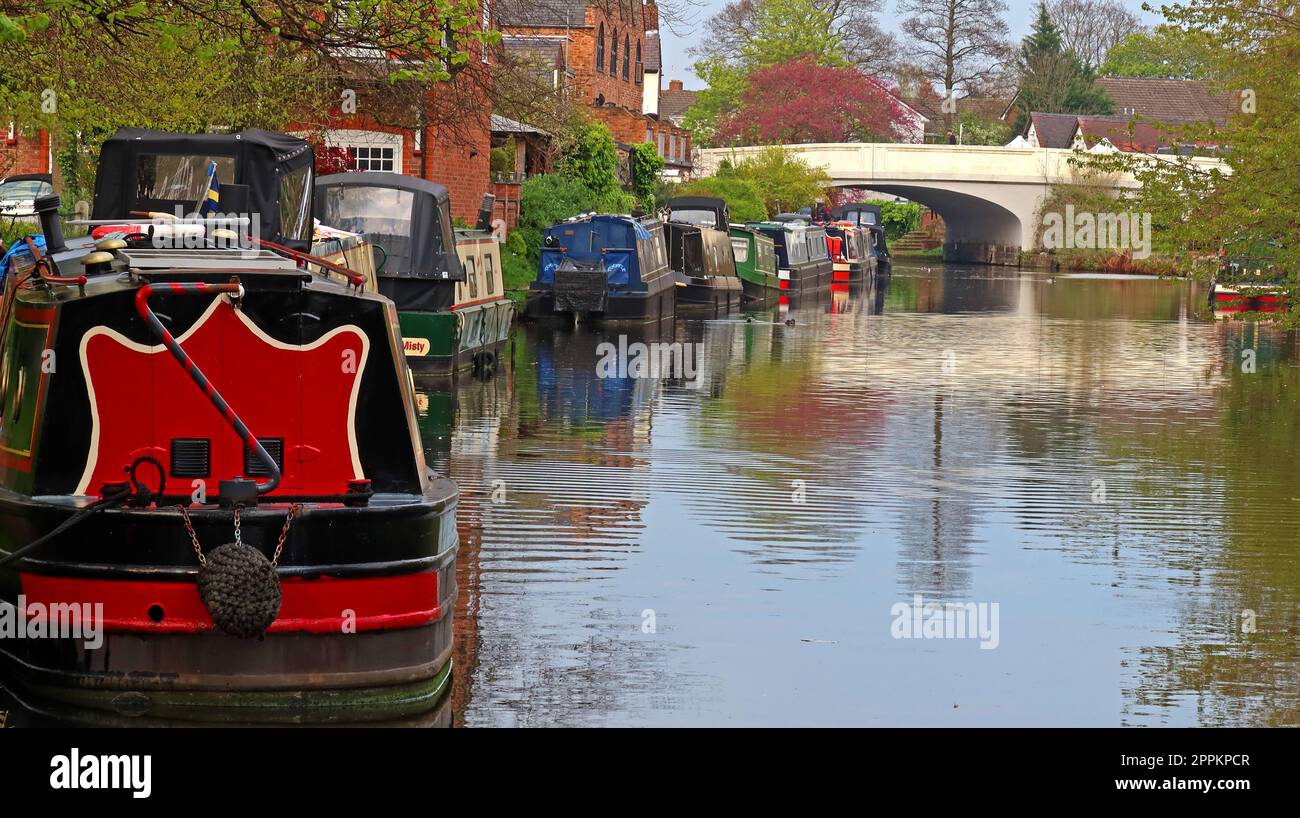 Bridgewater Canal in spring, at Stockton Heath with canal boats, barges moored up looking towards The London Bridge, 163 London Rd, UK, WA4 5BG Stock Photo