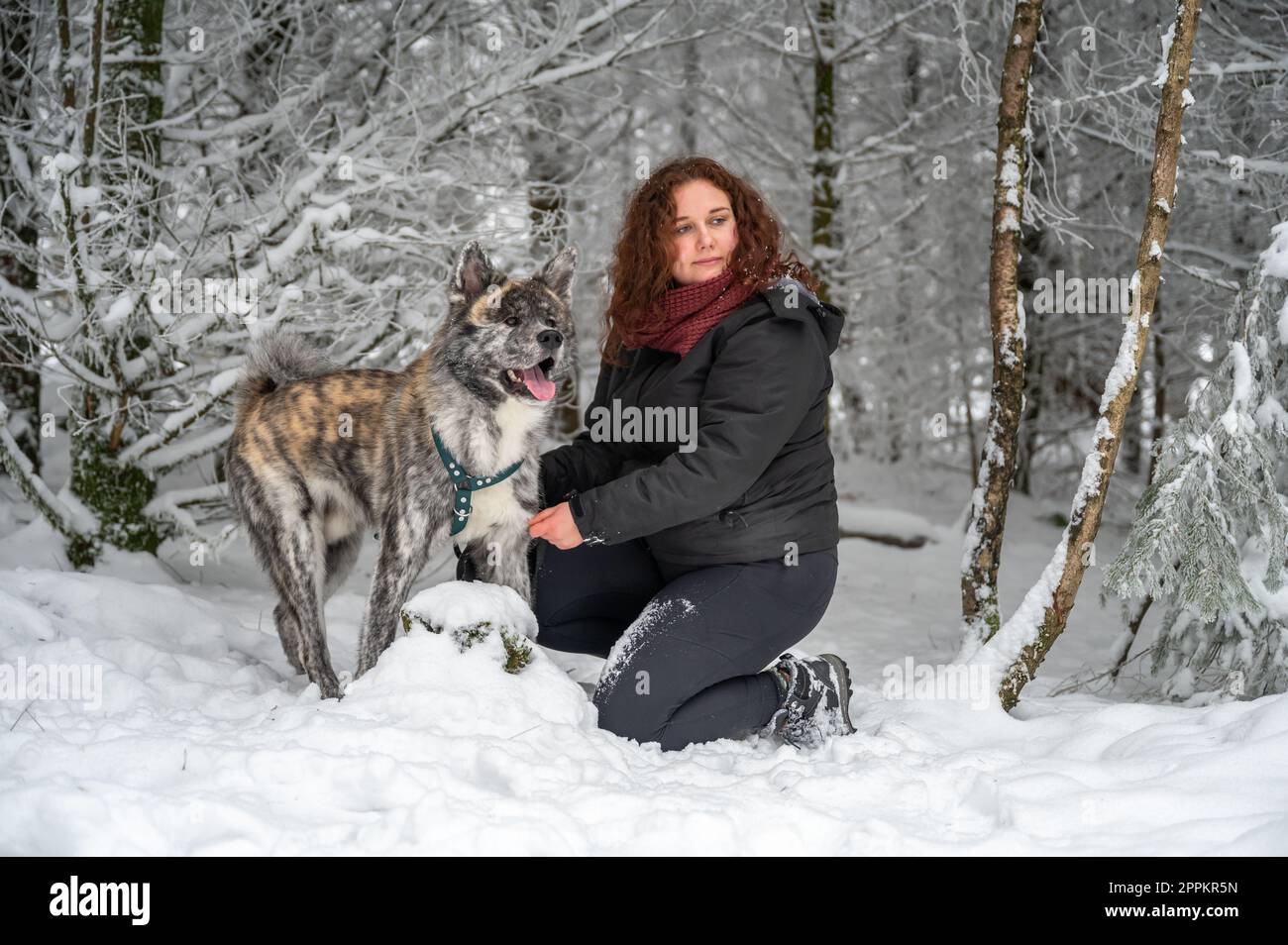 Young woman is kneeling next to her akita inu dog with gray fur, in the forest during winter with lots of snow Stock Photo