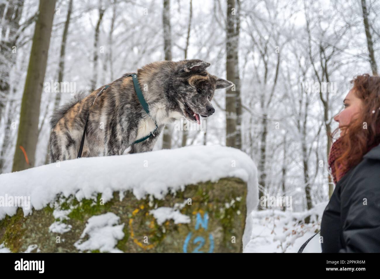 Akita inu dog with gray fur standing on a rock in the forest during