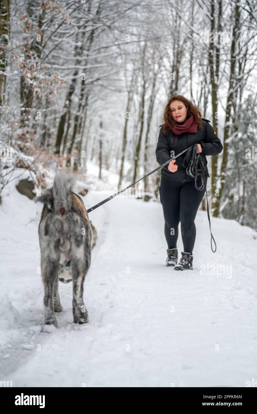 Woman with brown curly hair is having an argument with her gray colored akita inu dog, pulls on the leash, rear view of the dog in the forest during winter with lots of snow Stock Photo