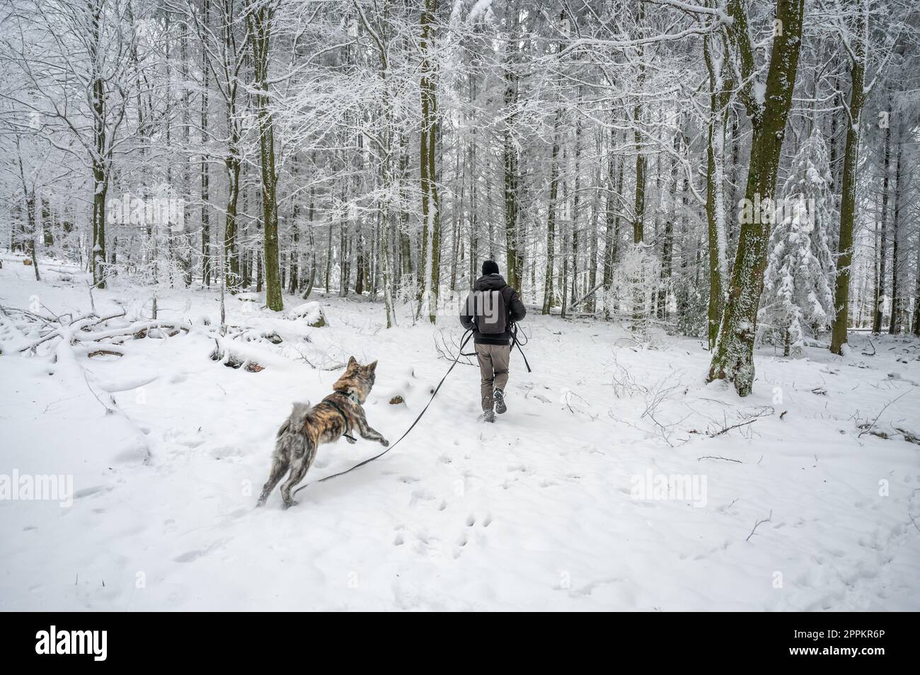 Man with hat, backpack and winter clothes walks his akita inu dog with gray fur in the forest with lots of snow, rear view, dog is jumping and running Stock Photo
