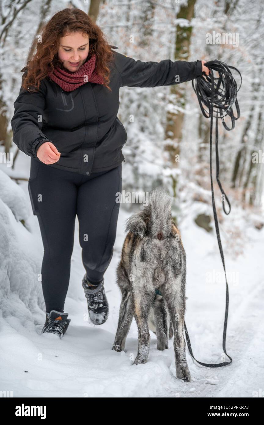 Female master with brown curly hair is holding a dog leash, unbraids the leash, akita inu dog with gray orange colored fur during winter with lots of snow Stock Photo