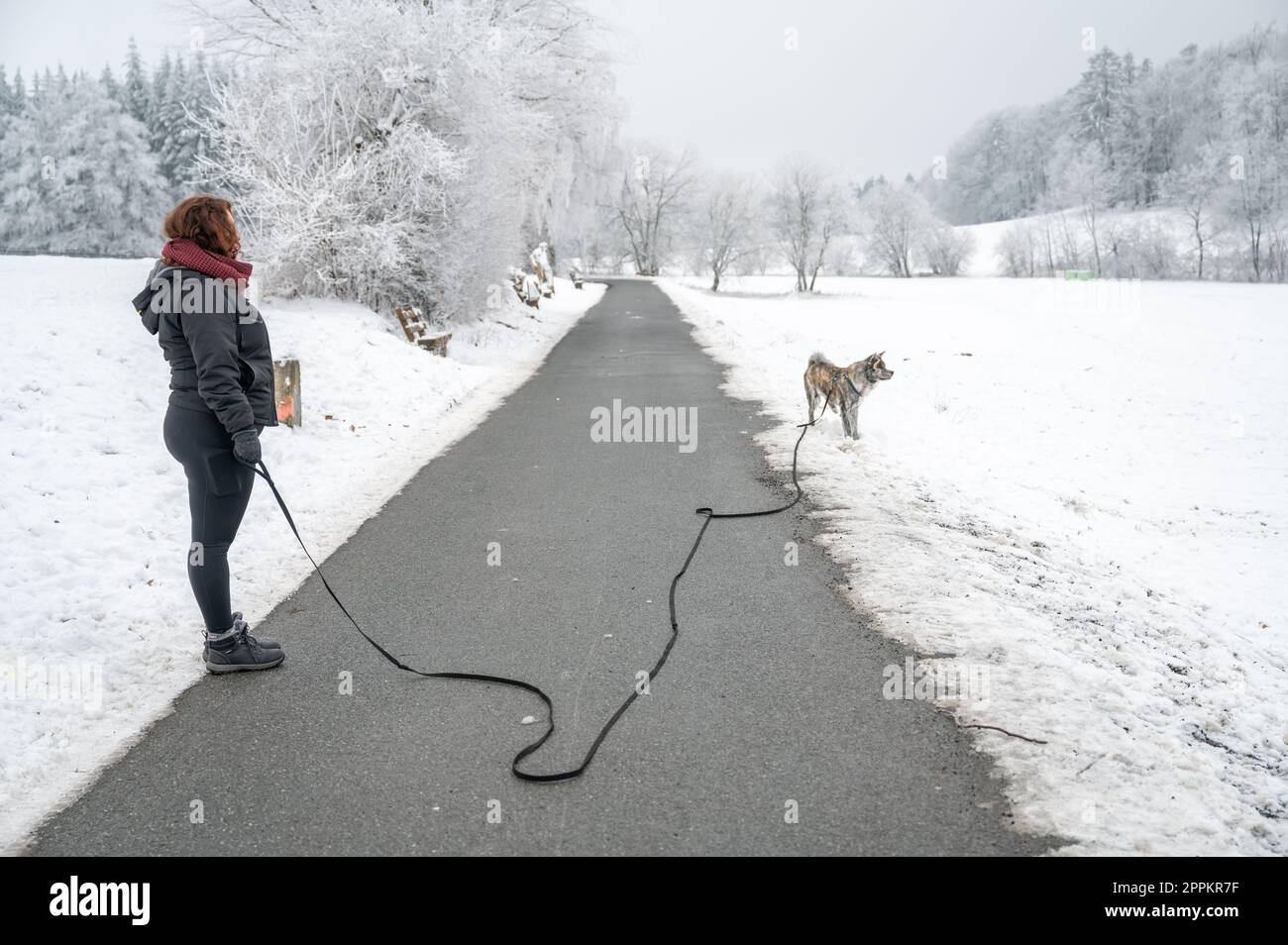 Young woman with brown curly hair walks her akita inu dog in the snow during winter, standing on a road with beautiful winter landscape and trees in the background Stock Photo