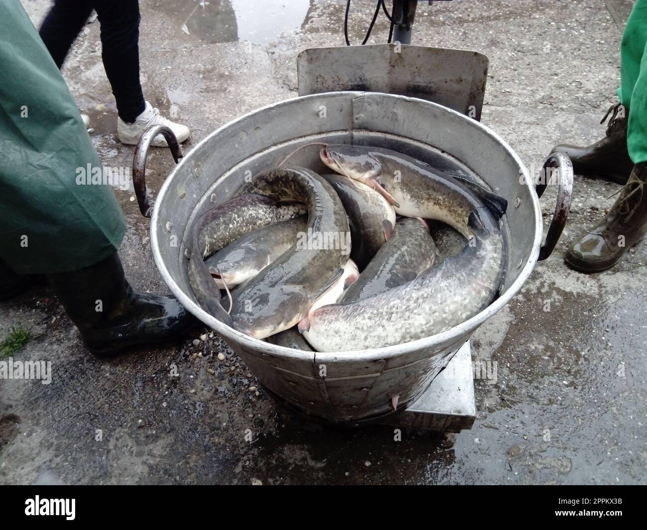 Catfish fish in a galvanized large basin are ready to be weighed and loaded into a fish store. The fish are choking. Legs of fishermen in black rubber boots and green uniform Stock Photo