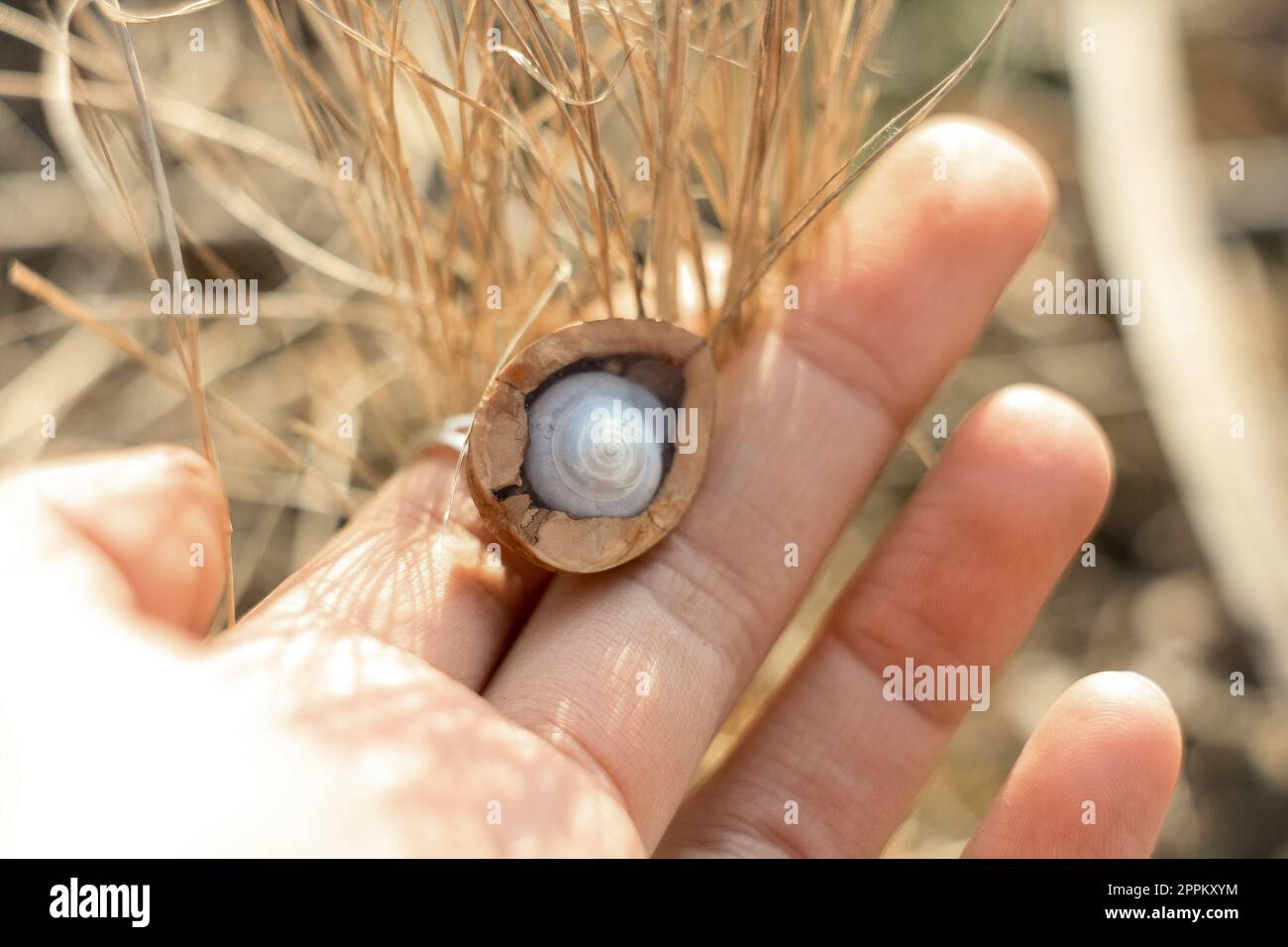 Close up lady holding walnut half with shell concept photo Stock Photo