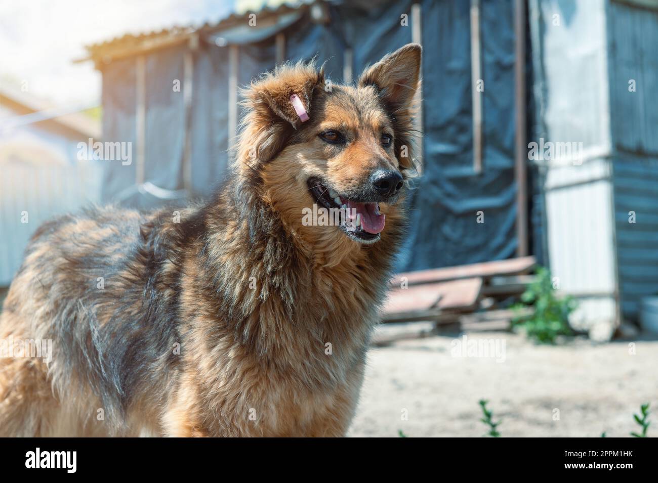 Dog in animal shelter waiting for adoption. Portrait of homeless dog in