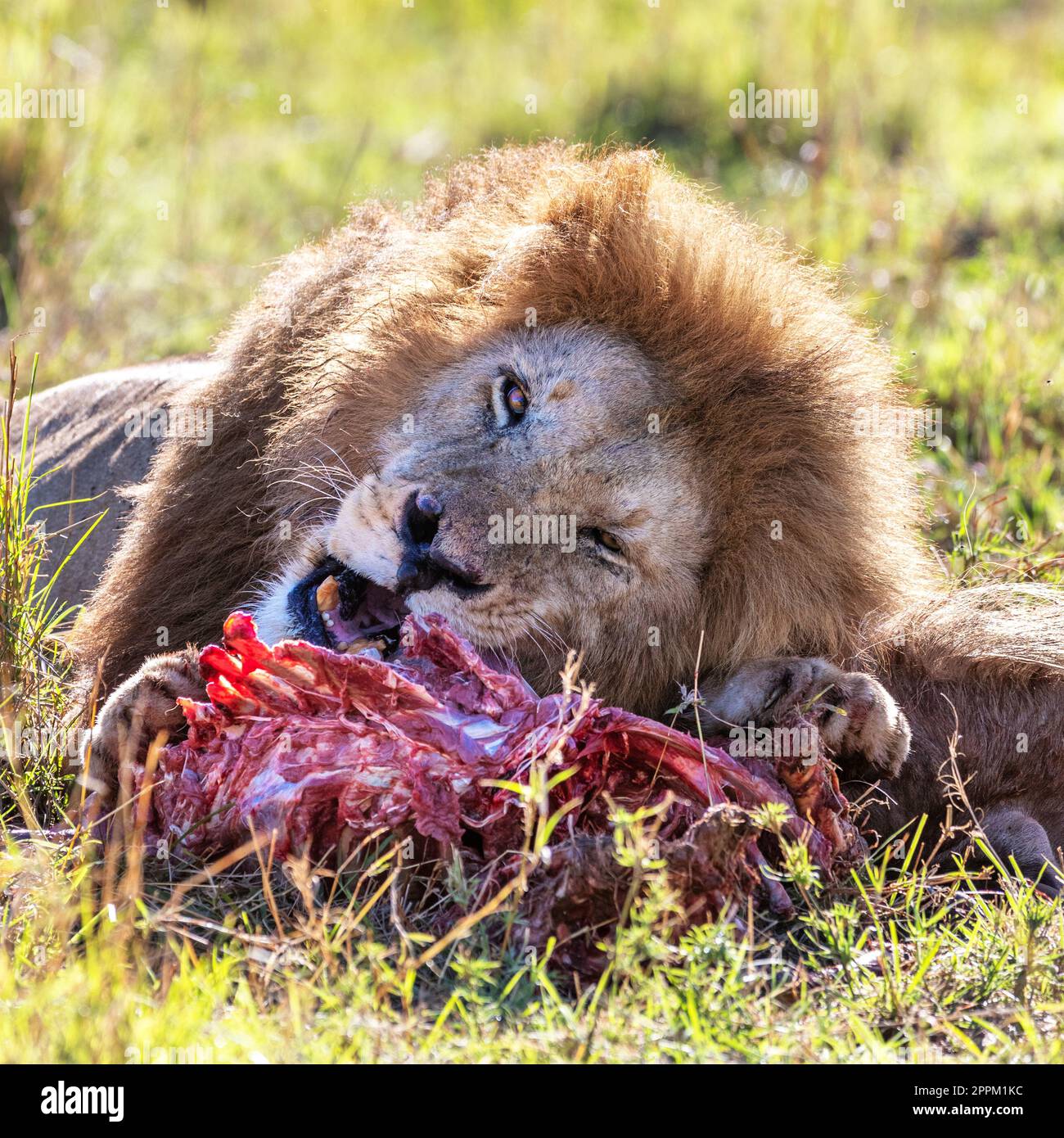 Young adult male lion, panthera leo, feeds on a fresh kill in the Masai Mara, Kenya Stock Photo