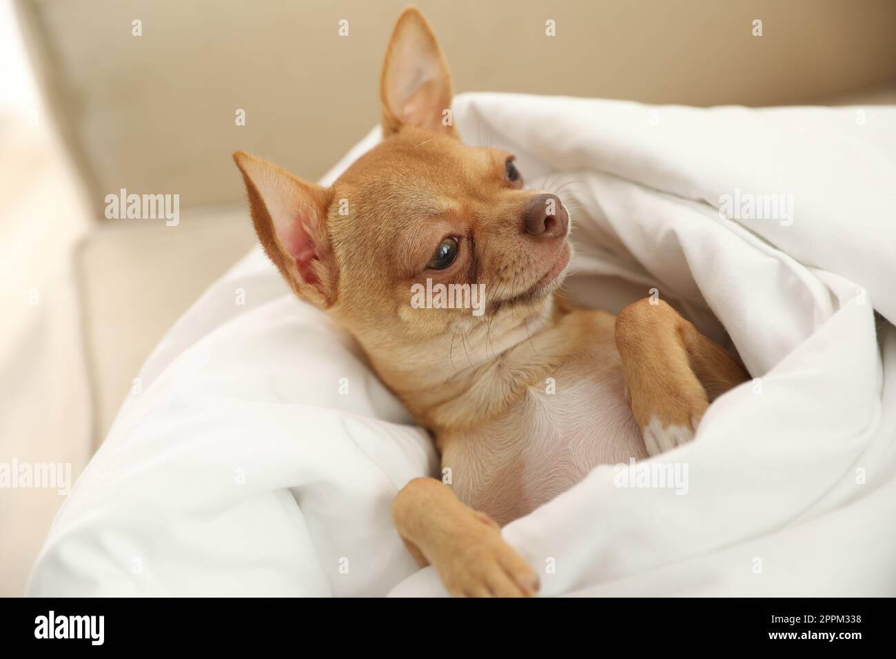 Cute Chihuahua dog under blanket at home Stock Photo Alamy