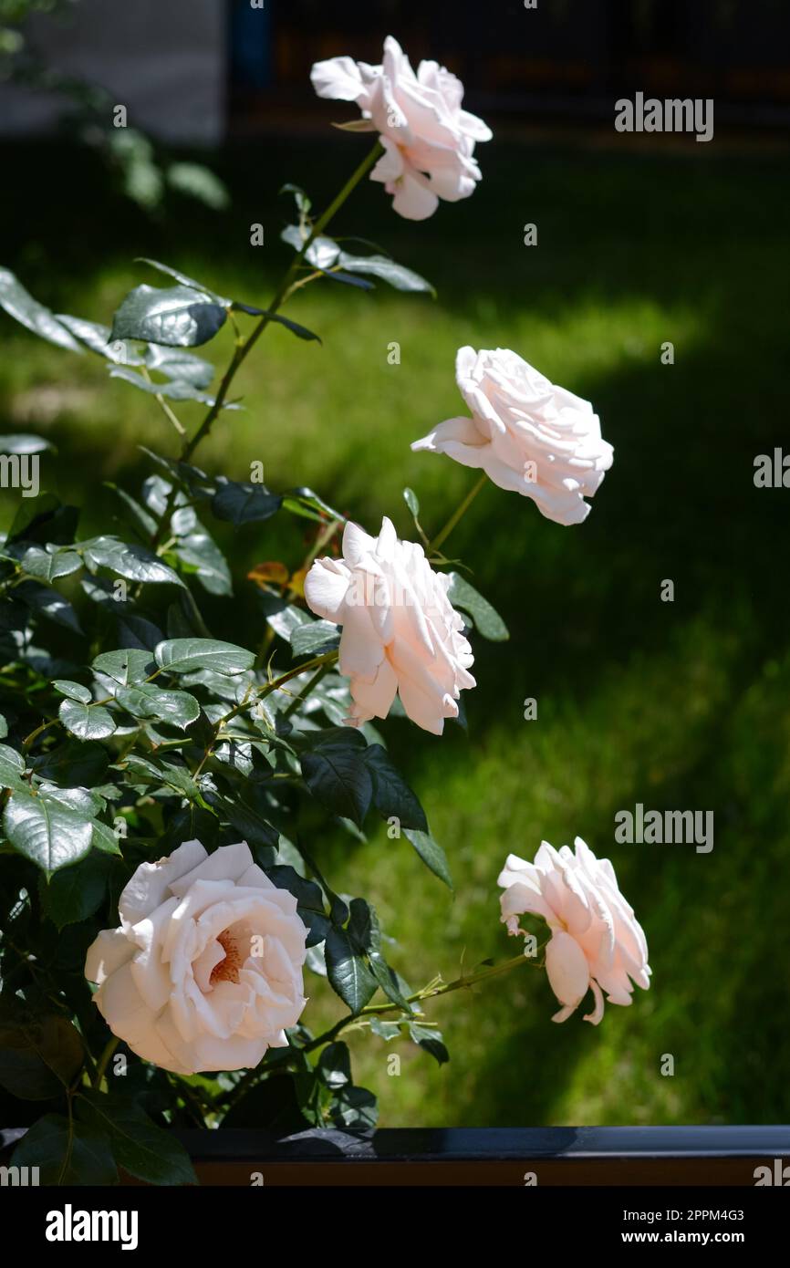 Beautiful pink rose flowers hi-res stock photography and images - Alamy