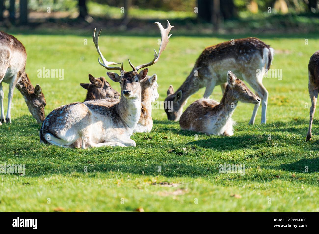 Male deer sitting on the grass surrounded by female deers on a sunny day Stock Photo