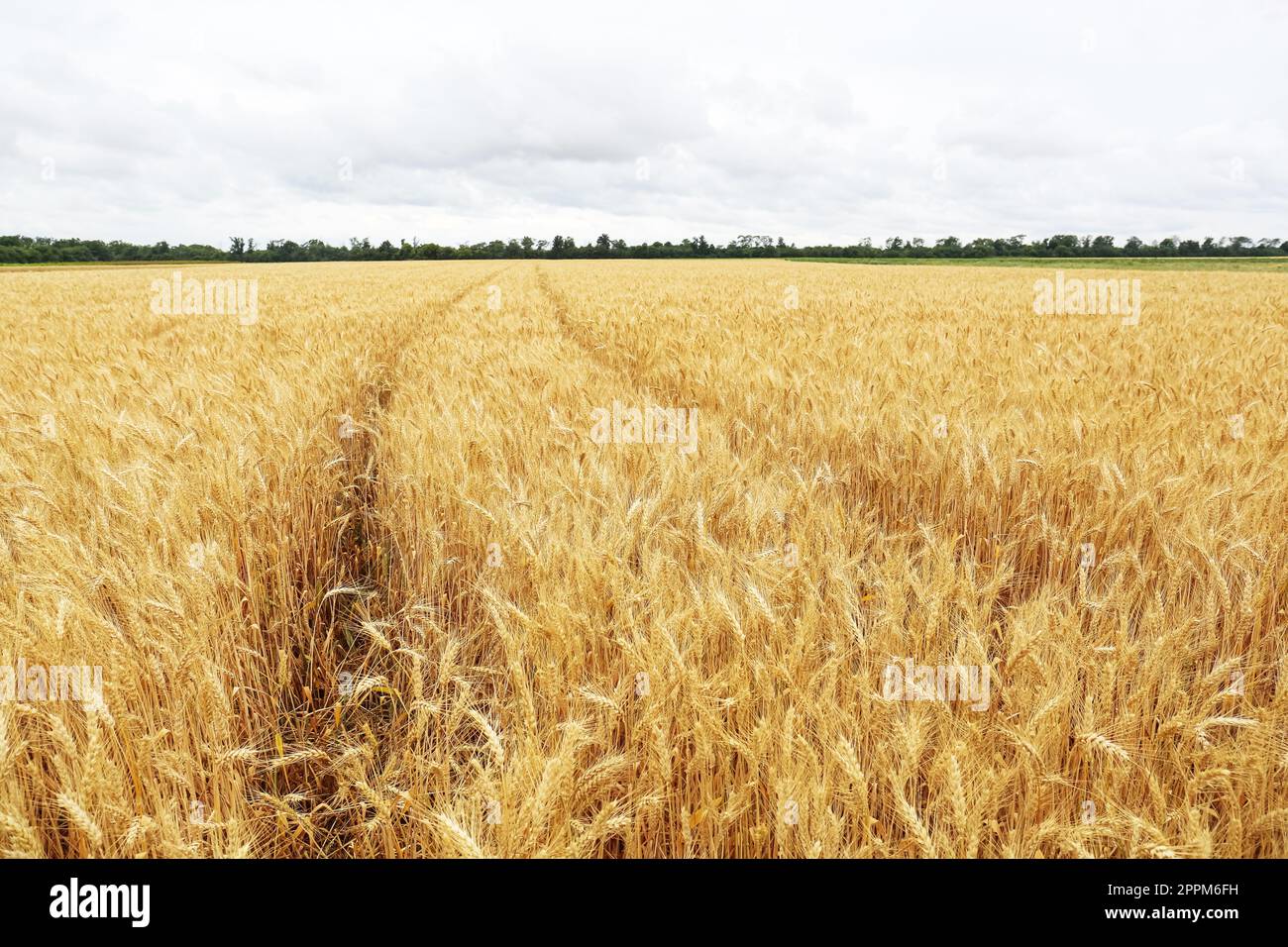 Beautiful agricultural field with ripe wheat crop on cloudy day Stock ...