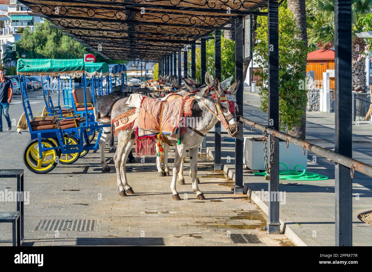 MIJAS, SPAIN - OCTOBER 9, 2021: Donkeys in the town of Mijas, Andalusia, southern Spain. One of the tourist attractions in Mijas is sightseeing in Burro-taxis or donkey-drawn carts and donkey-back rides Stock Photo
