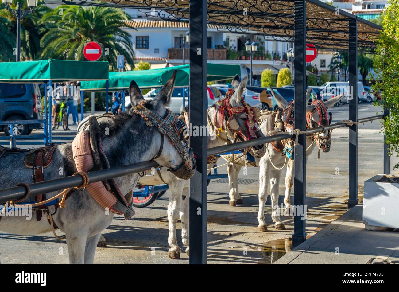 MIJAS, SPAIN - OCTOBER 9, 2021: Donkeys in the town of Mijas, Andalusia, southern Spain. One of the tourist attractions in Mijas is sightseeing in Burro-taxis or donkey-drawn carts and donkey-back rides Stock Photo