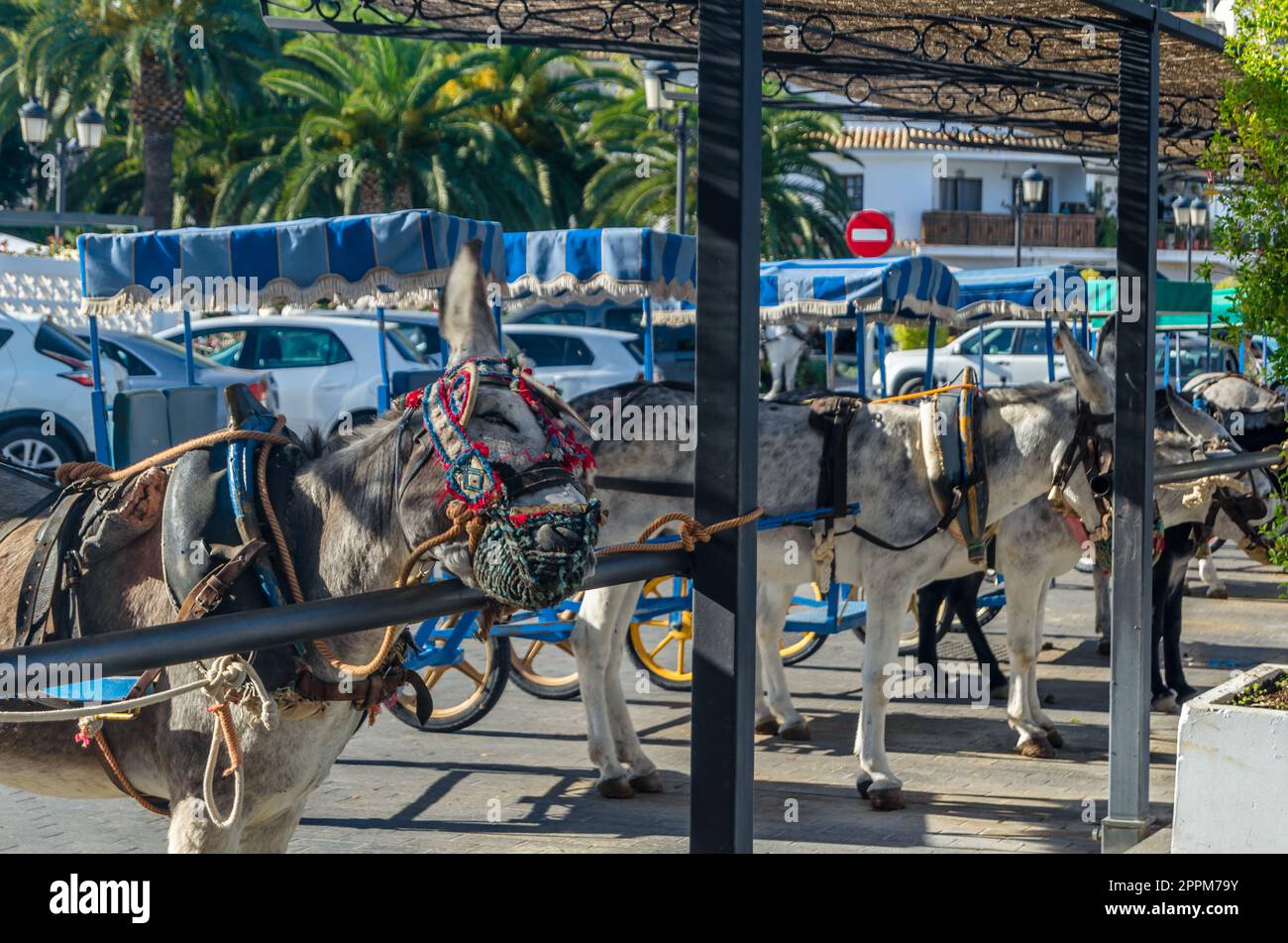 Donkeys in the town of Mijas, Andalusia, southern Spain Stock Photo