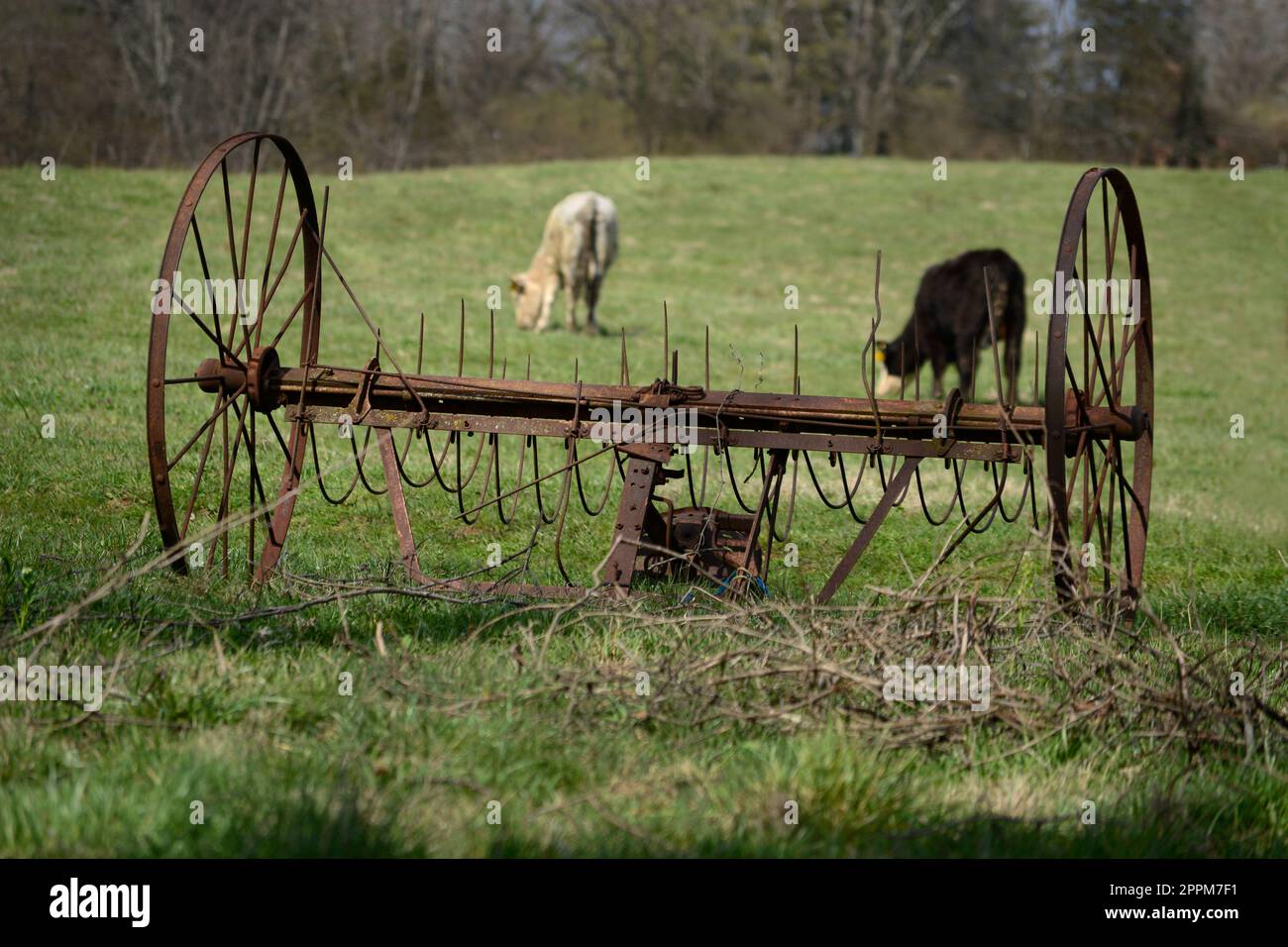 Cattle graze on a farm in Abingdon, Virginia Stock Photo Alamy