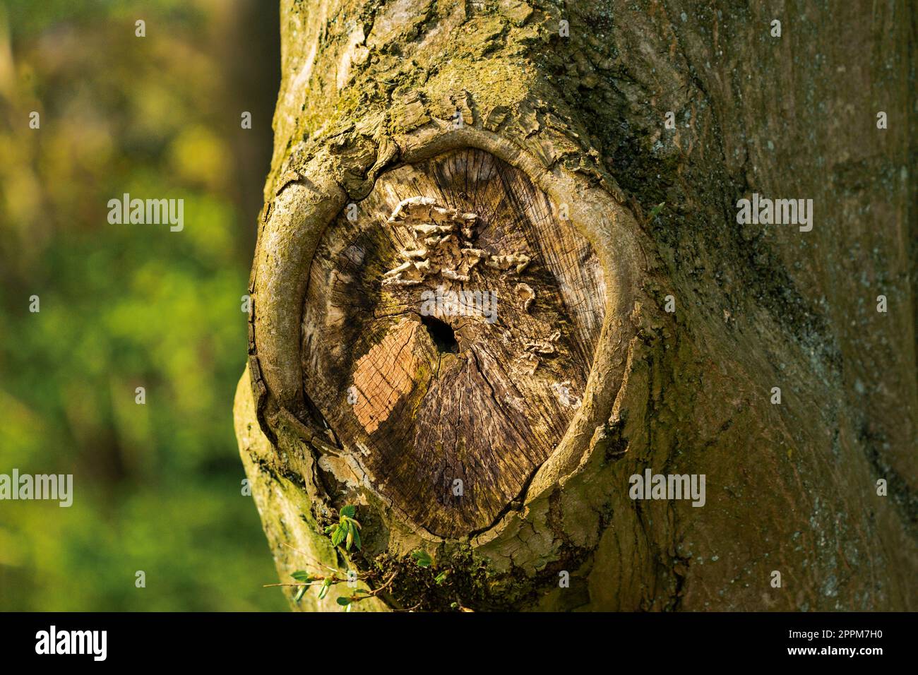 Tree Trunk Cut Off Branch Stock Photo Alamy Tree Trunk Cut Off Branch Stock Photo Alamy