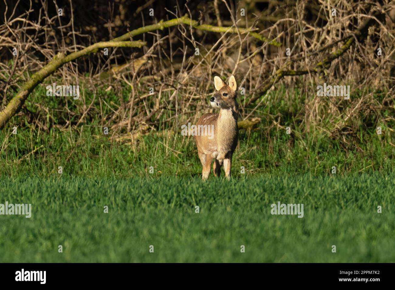 Chinese water deer -Hydropotes inermis Stock Photo - Alamy