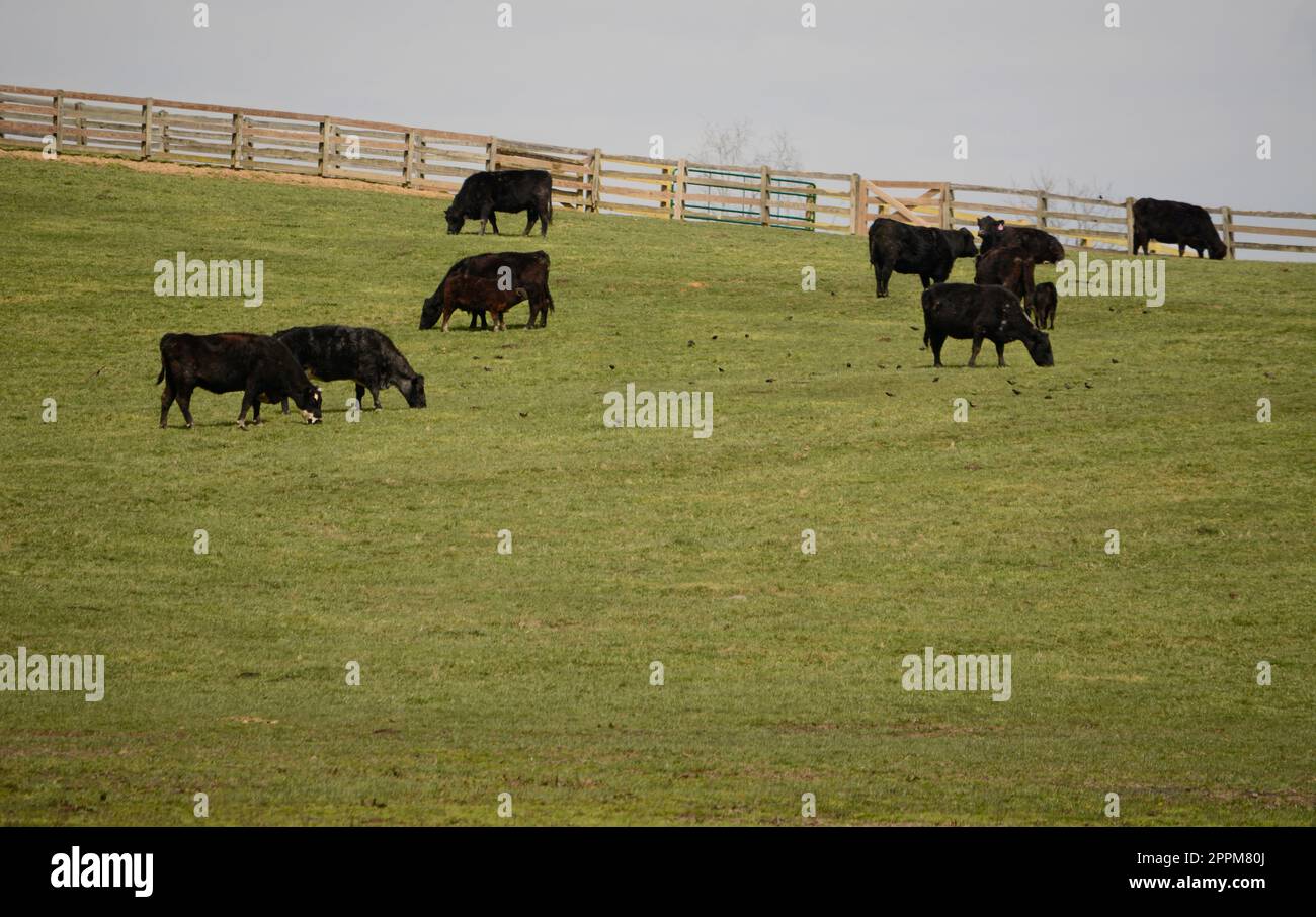 Cattle graze on a farm in Abingdon, Virginia Stock Photo Alamy