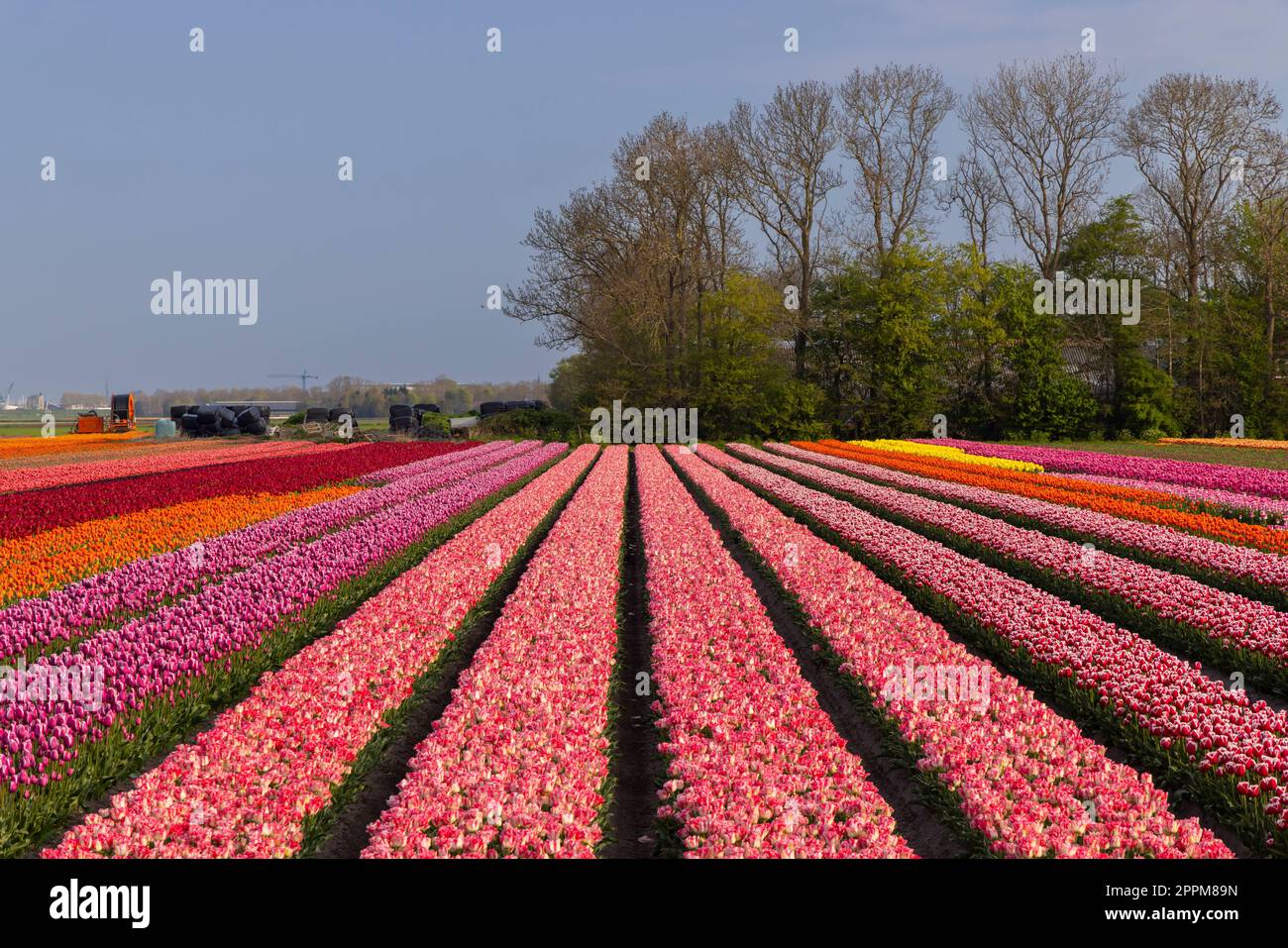 Field of tulips near Lemmer, Friesland, Netherlands Stock Photo