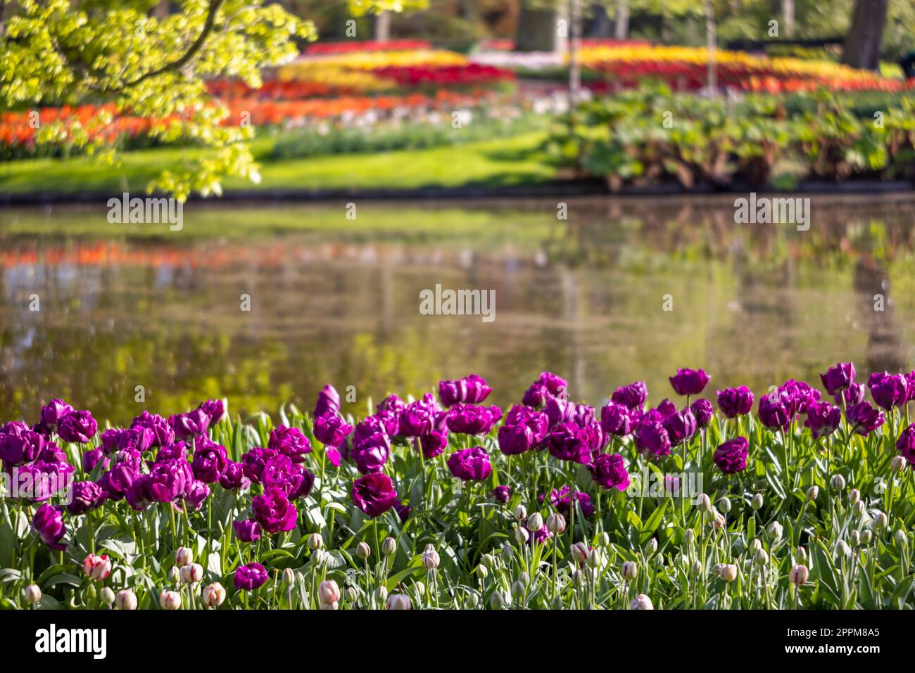 Keukenhof flower garden - largest tulip park in world, Lisse ...