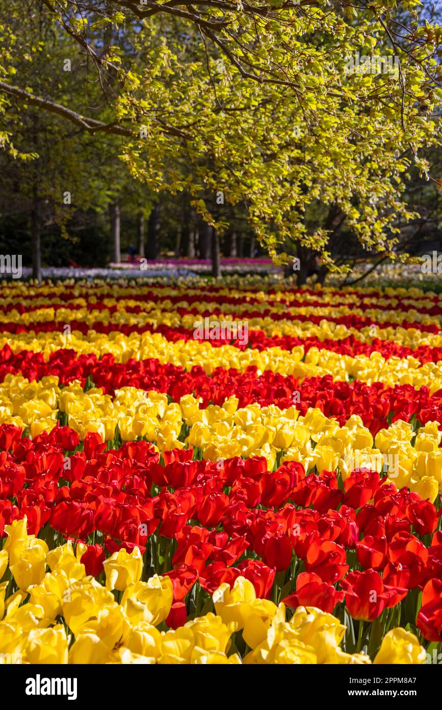 Keukenhof flower garden - largest tulip park in world, Lisse ...