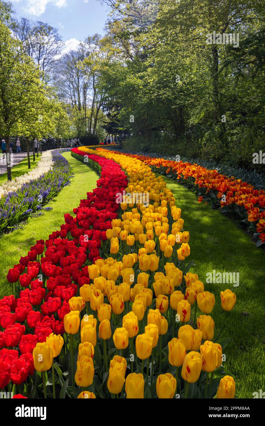 Keukenhof flower garden largest tulip park in world, Lisse, Netherlands Stock Photo Alamy