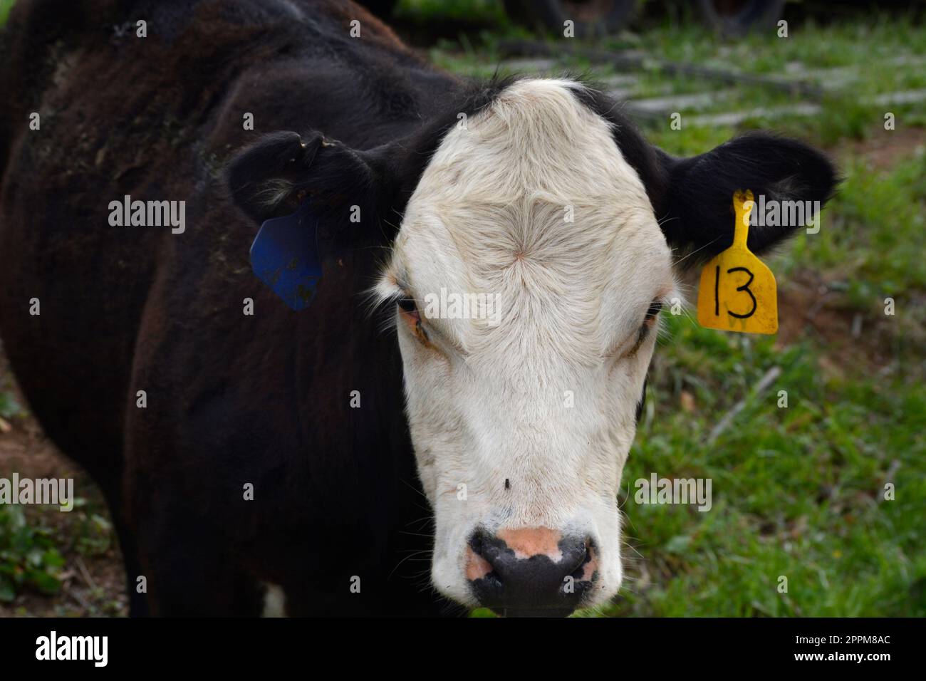Cattle with identification tags in their ears on a farm in Abingdon,Virginia Stock Photo