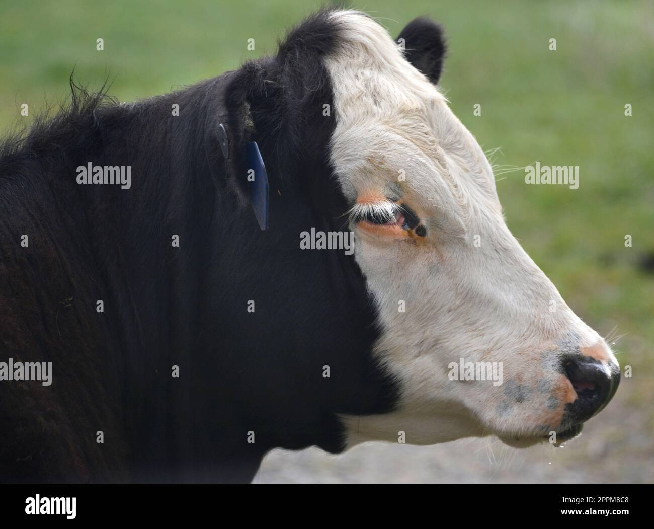 Cattle with identification tags in their ears on a farm in Abingdon,Virginia Stock Photo