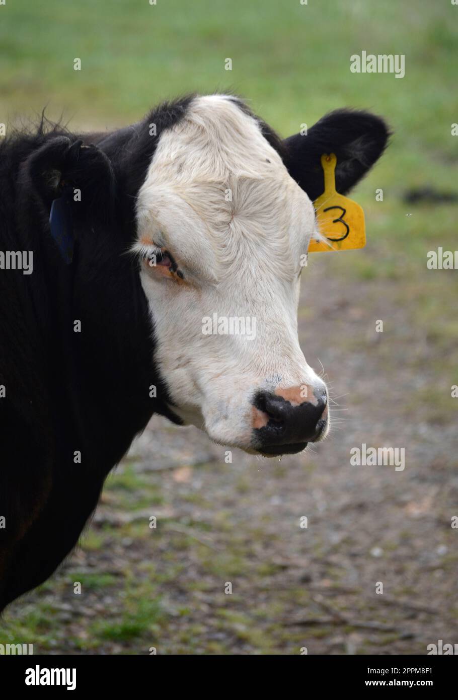 Cattle with identification tags in their ears on a farm in Abingdon,Virginia Stock Photo
