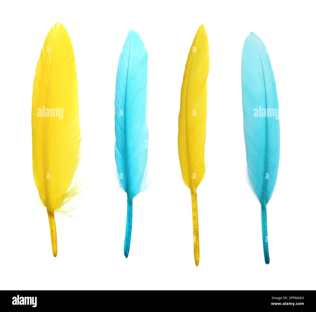 Set with different beautiful color feathers on white background Stock ...