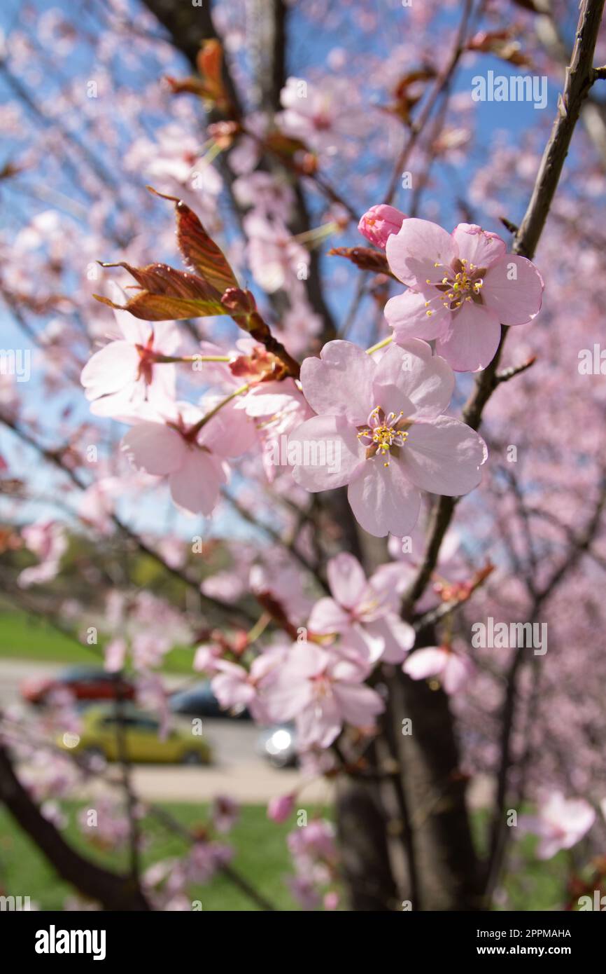 Close-up photo of cherry blossoms against the blue sky Stock Photo - Alamy
