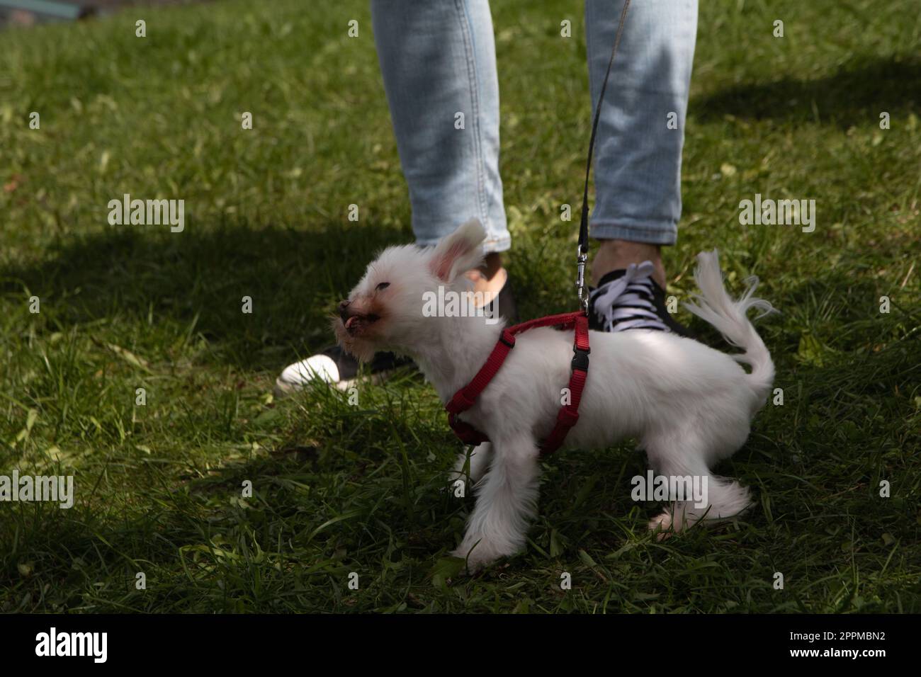 photo of a small white dog on a walk in the park Stock Photo