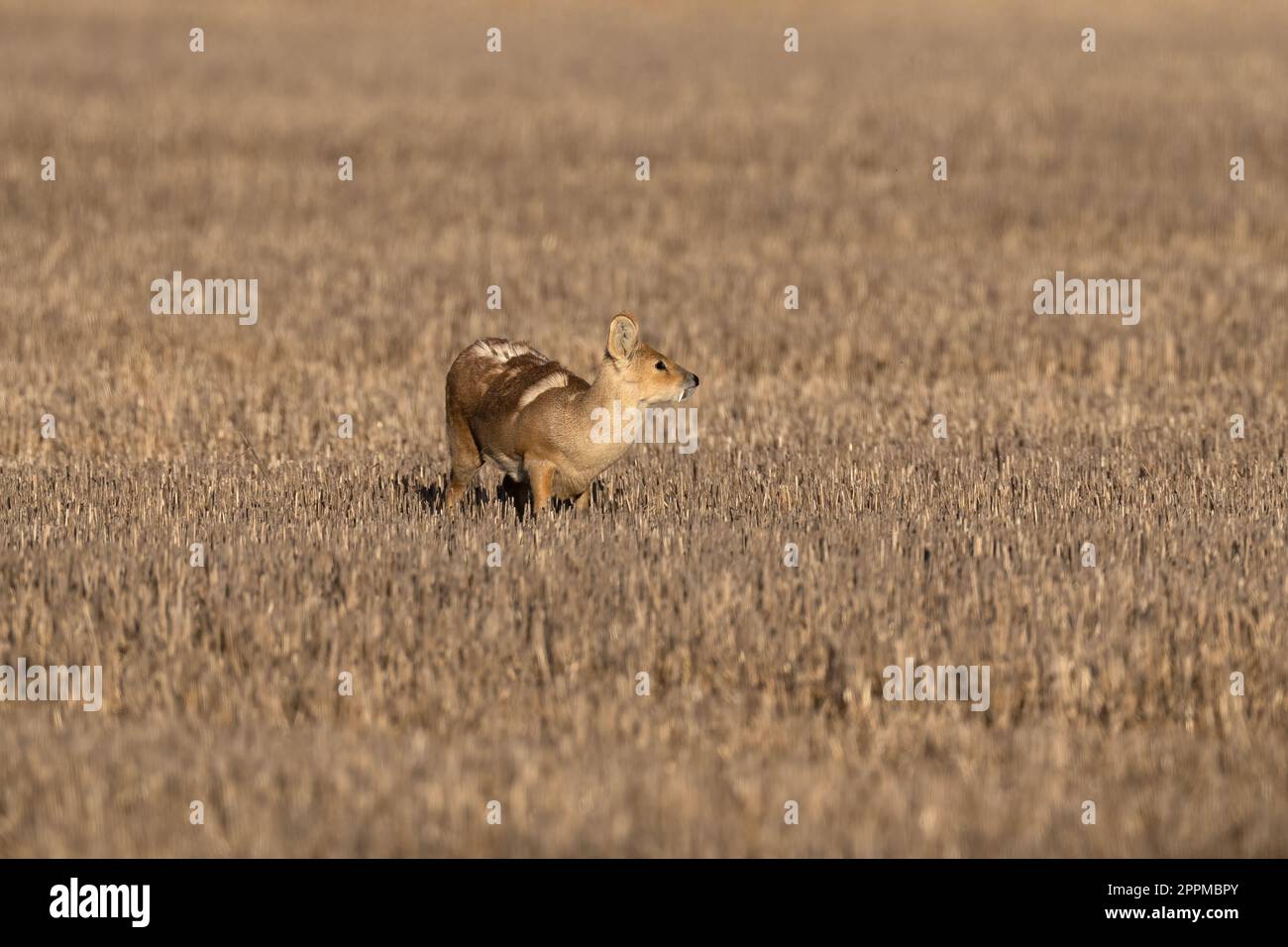 Chinese water deer -Hydropotes inermis. Stock Photo